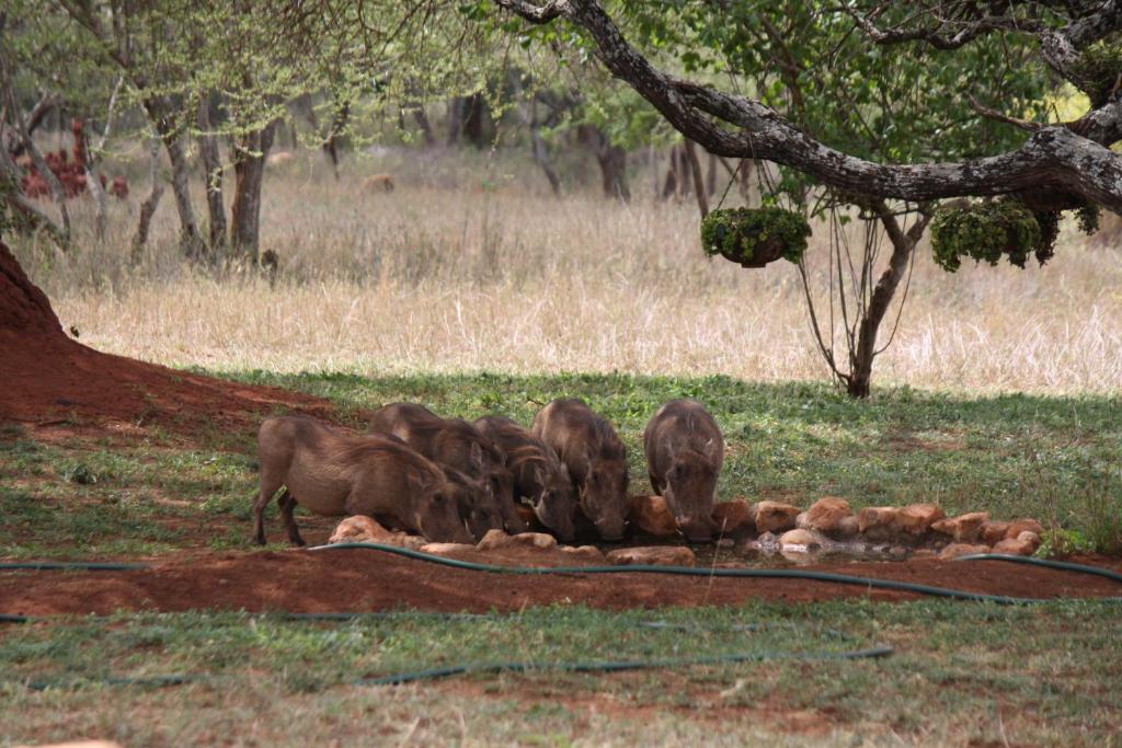 Kichaka Private Camp